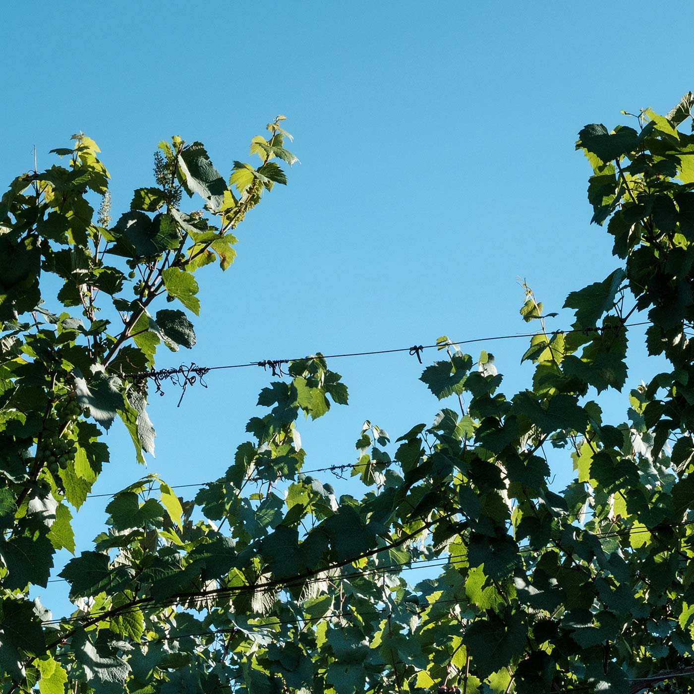 Studio-Hrastar-Vina-Hrastar-Vineyard